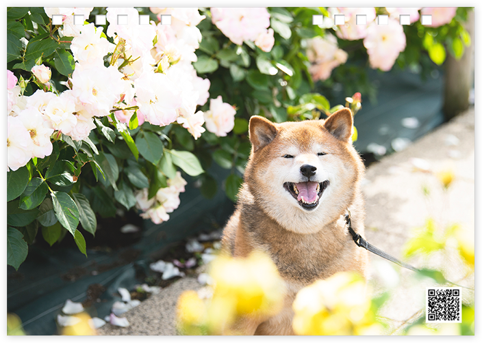 写真表紙