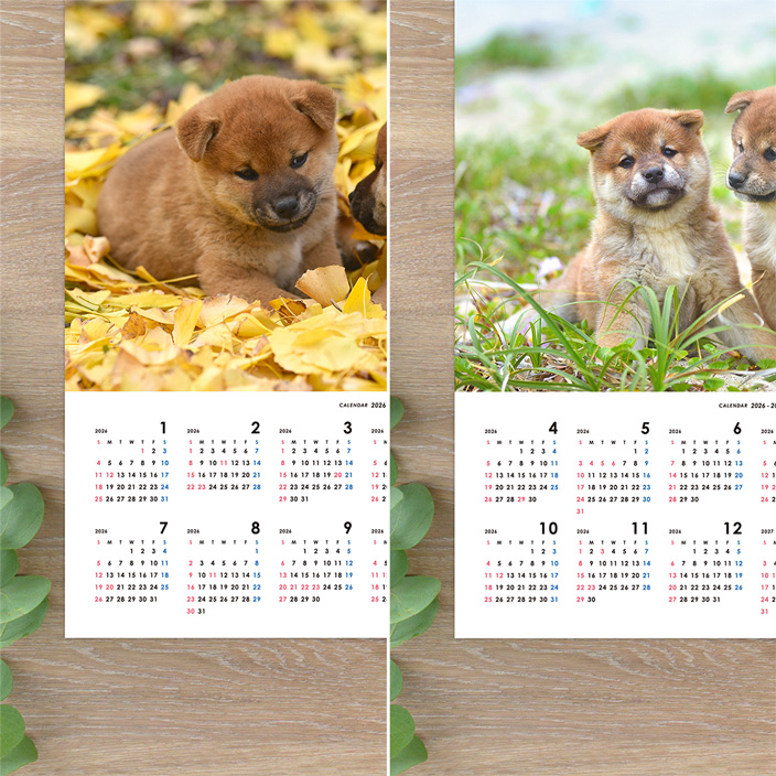 自由に選べるはじまり年月